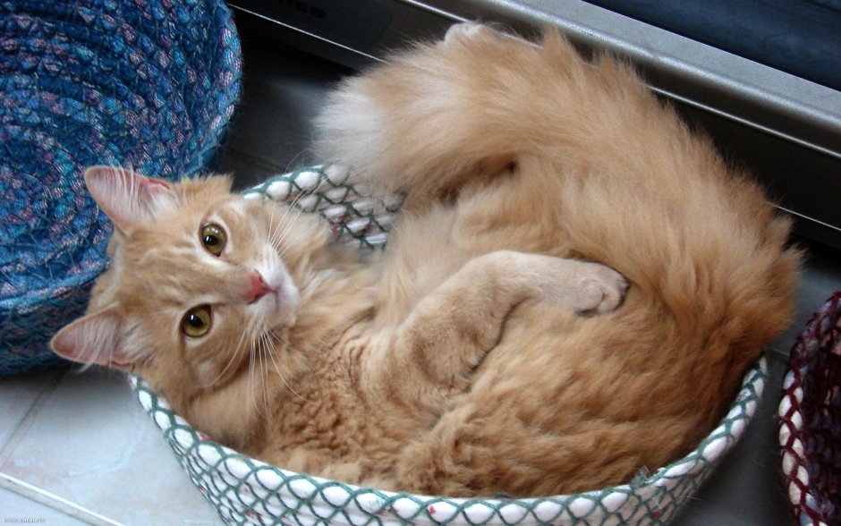 Рыжие пушистые котята в корзинке