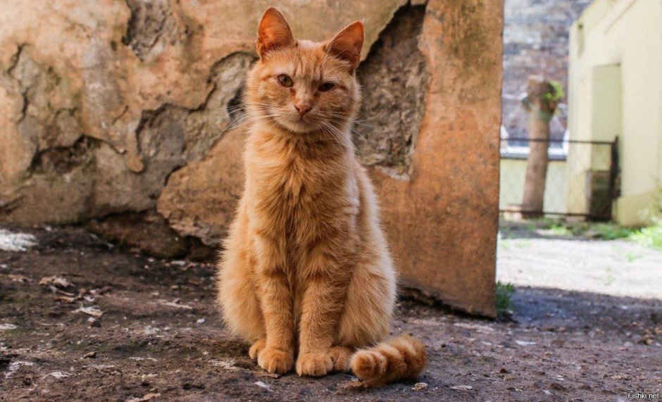 Уличные коты