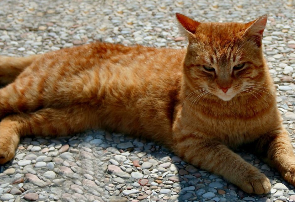 Кошка лежит