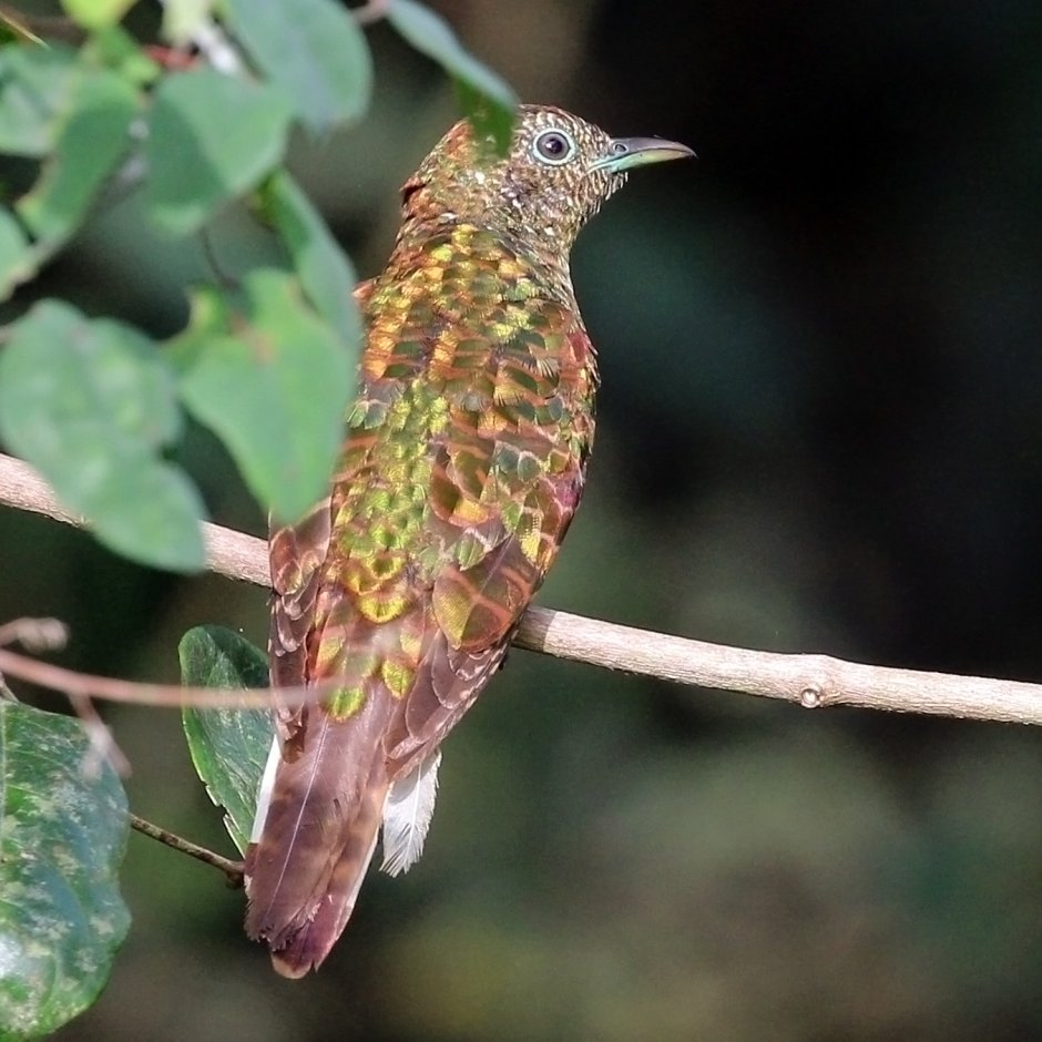 Chrysococcyx cupreus