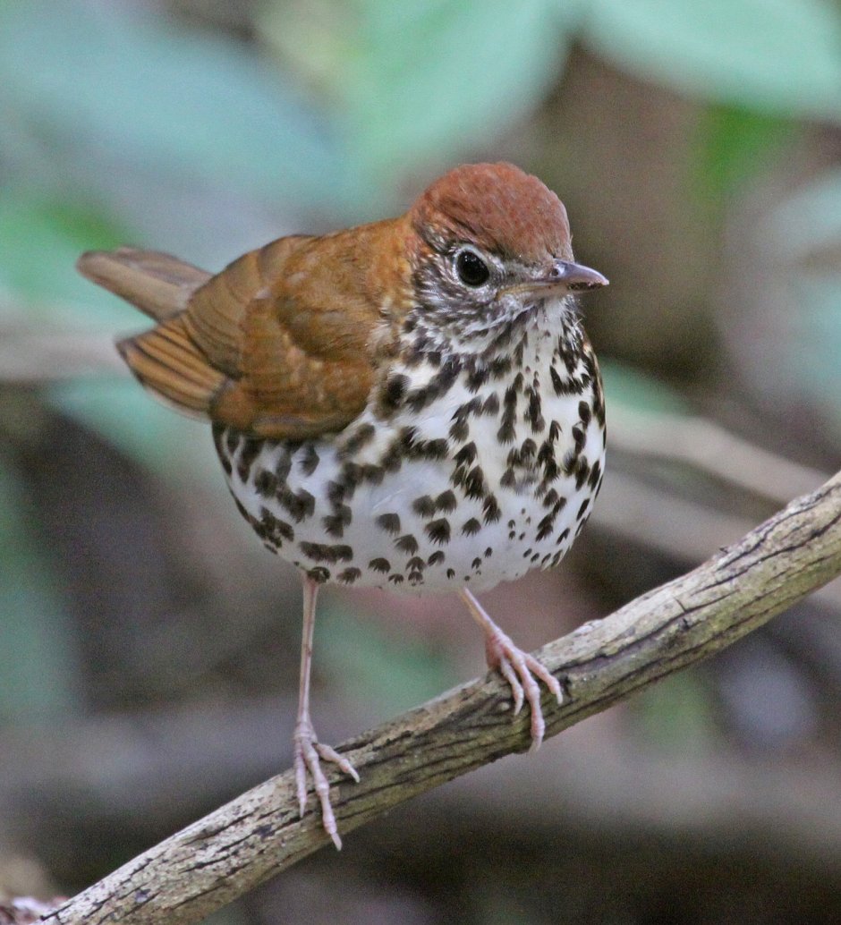 Wood Thrush
