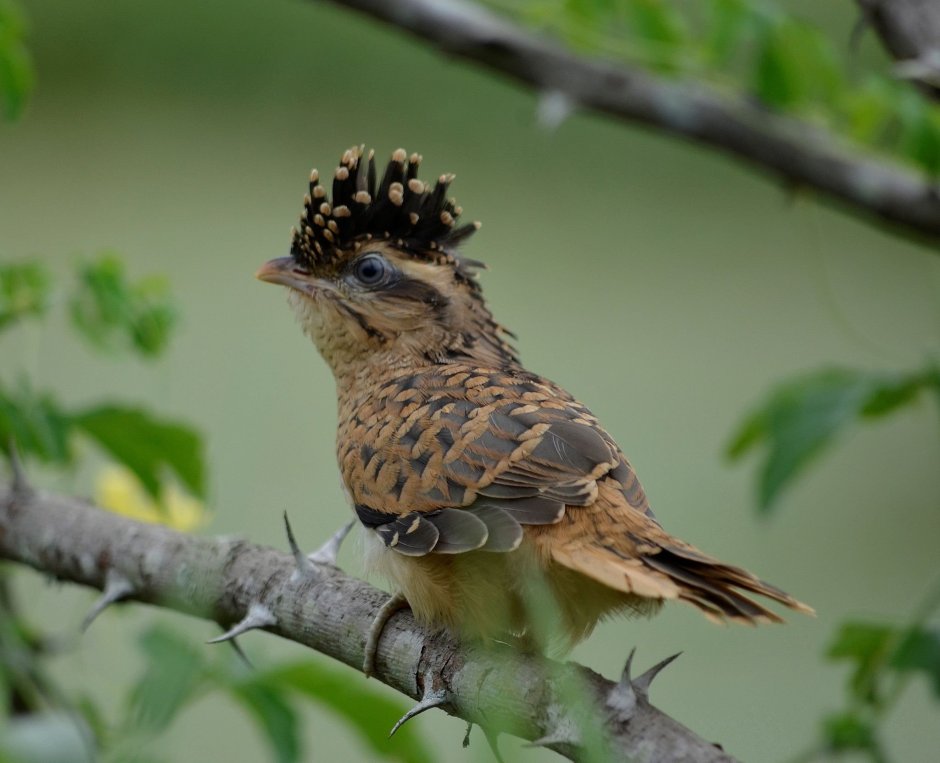 Tapera Naevia