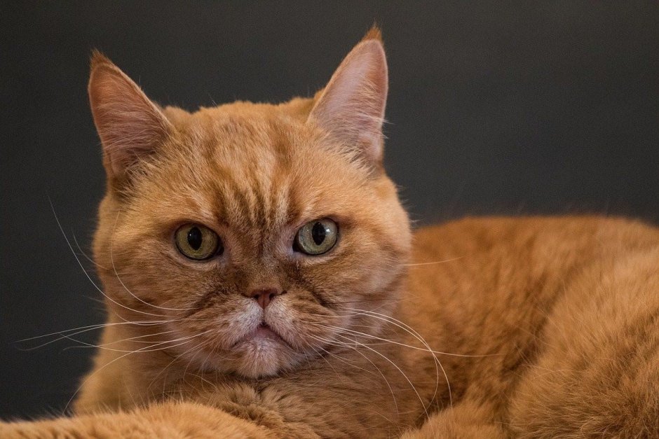 Кот британец рыжий