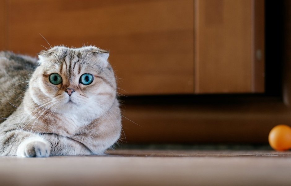 Скоттиш фолд Хосико