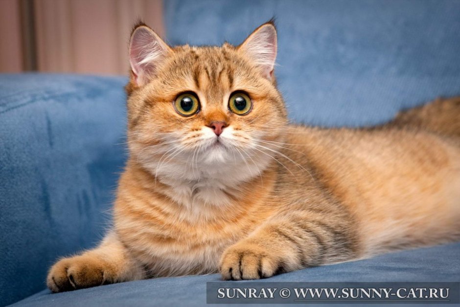 Британский короткошерстный кот рыжий