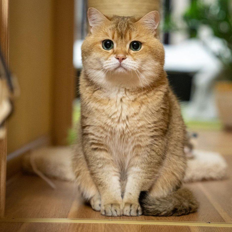 Скоттиш страйт