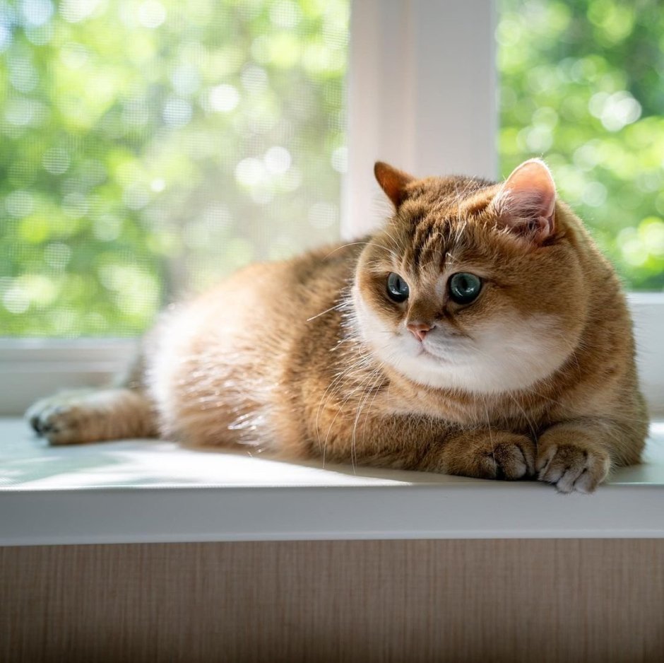 Котики смешные
