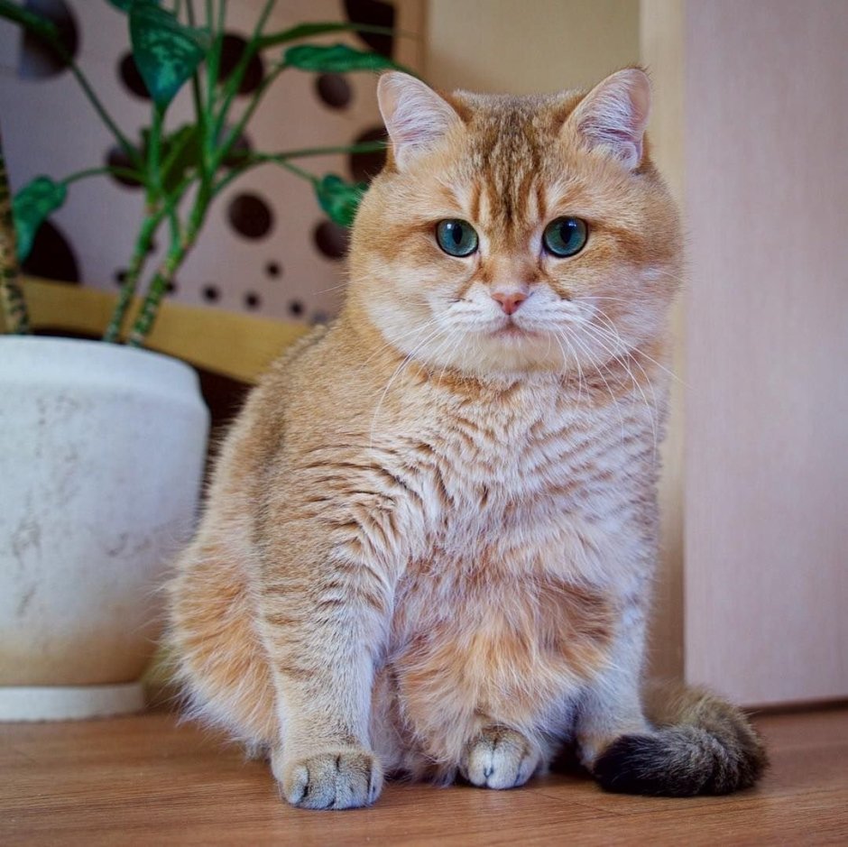 Британская шиншилла Хосико