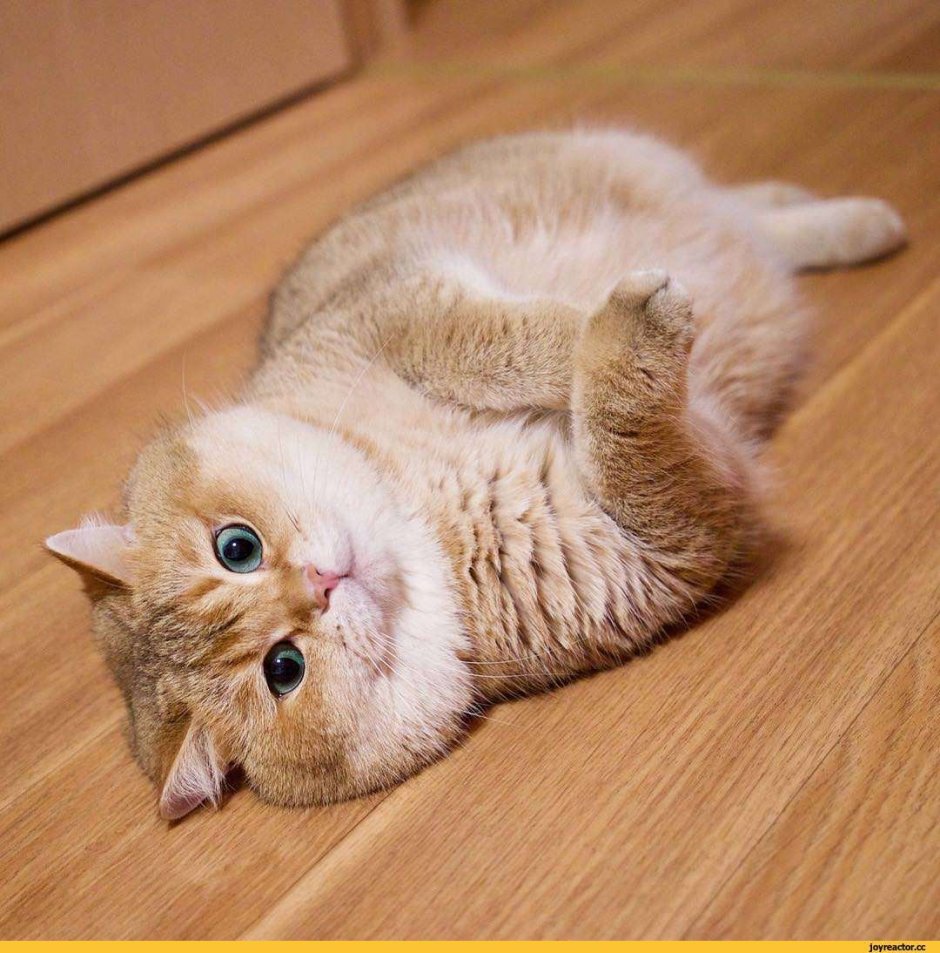 Хосико котенок