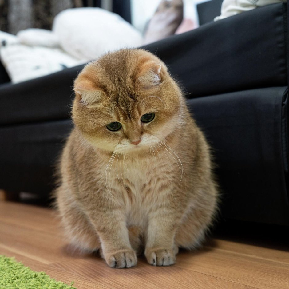 Рыжий кот Хосико