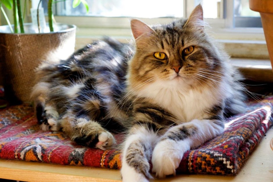 Сибирская кошка