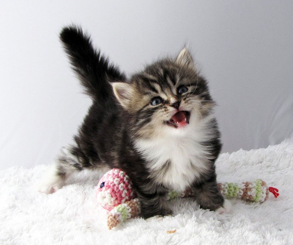 Сибирская кошка котята
