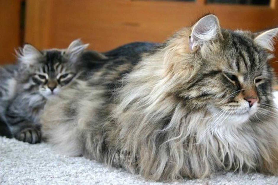 Сибирская кошка линяет