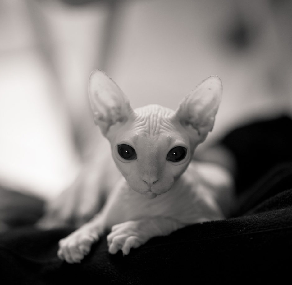 Сфинкс кошка белая