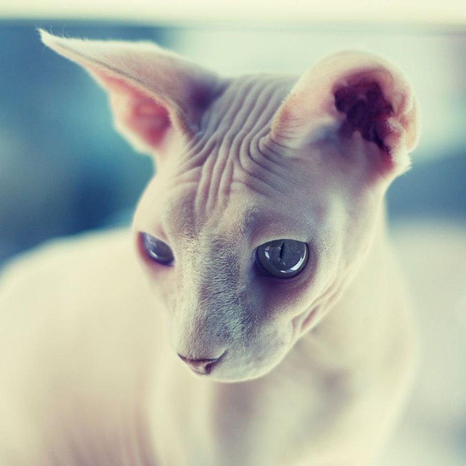 Сфинкс кошка милые