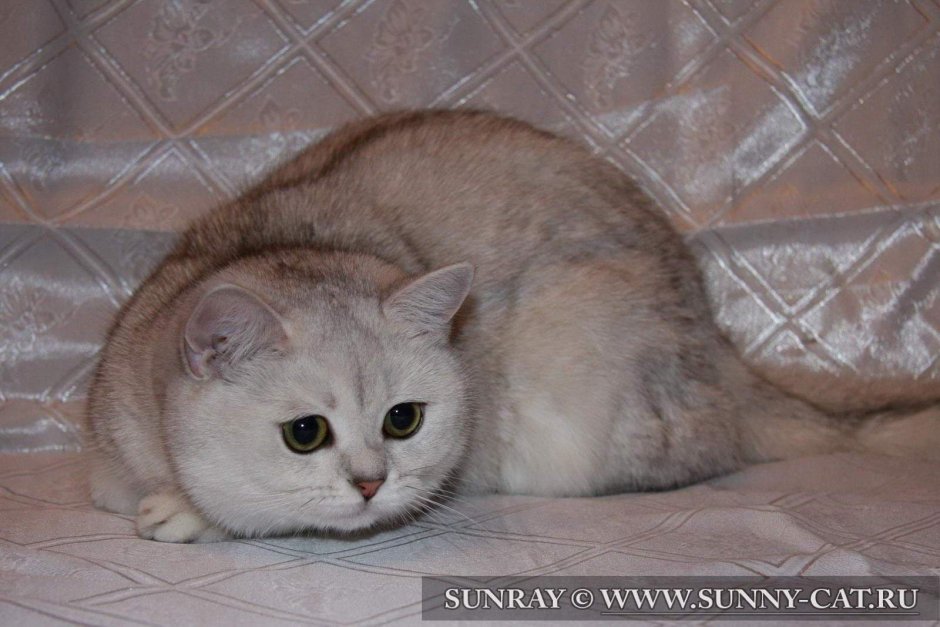 Британская Сибирская шиншилла