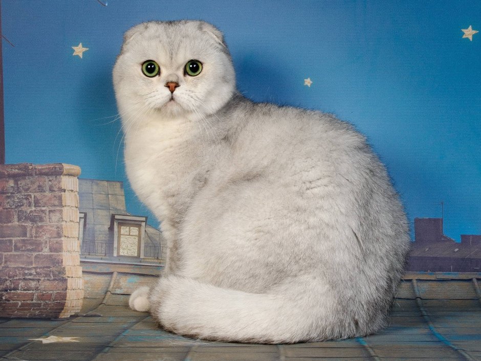Скоттиш фолд серебристая шиншилла