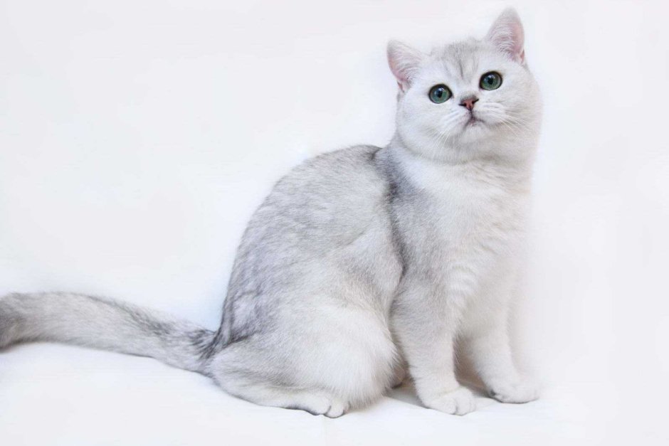Британская шиншилла