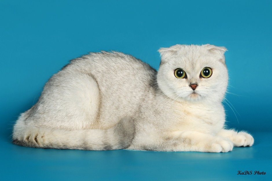 Скоттиш фолд Шотландская шиншилла