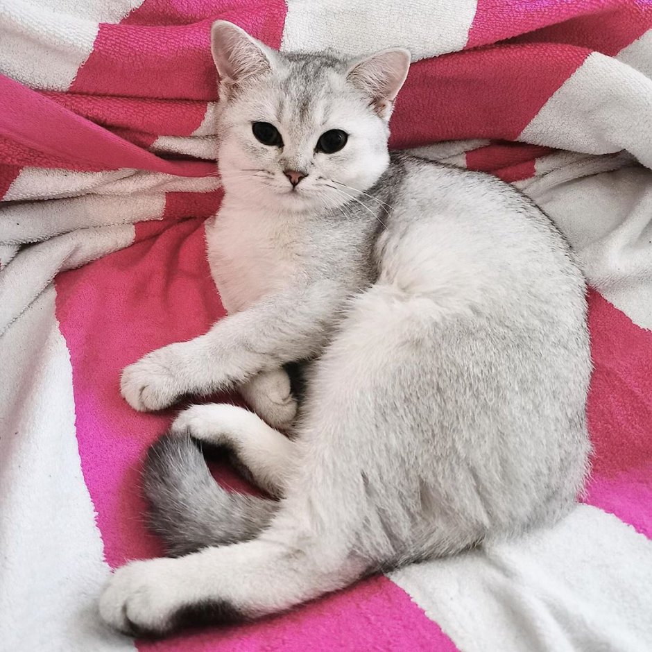 Шотландская шиншилла табби