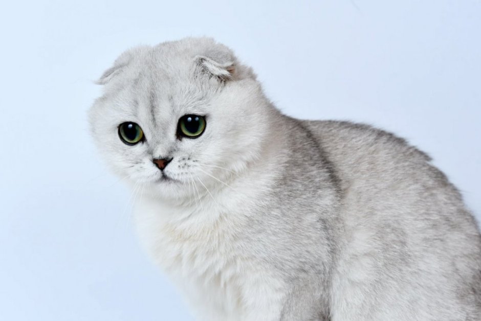Шотландская серебристая шиншилла