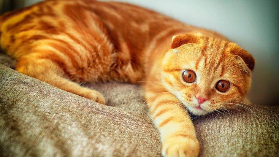 Шотландский вислоухий кот рыжий