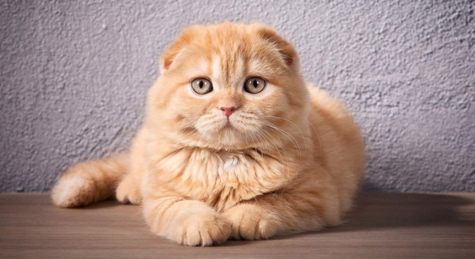 Гарфилд вислоухий