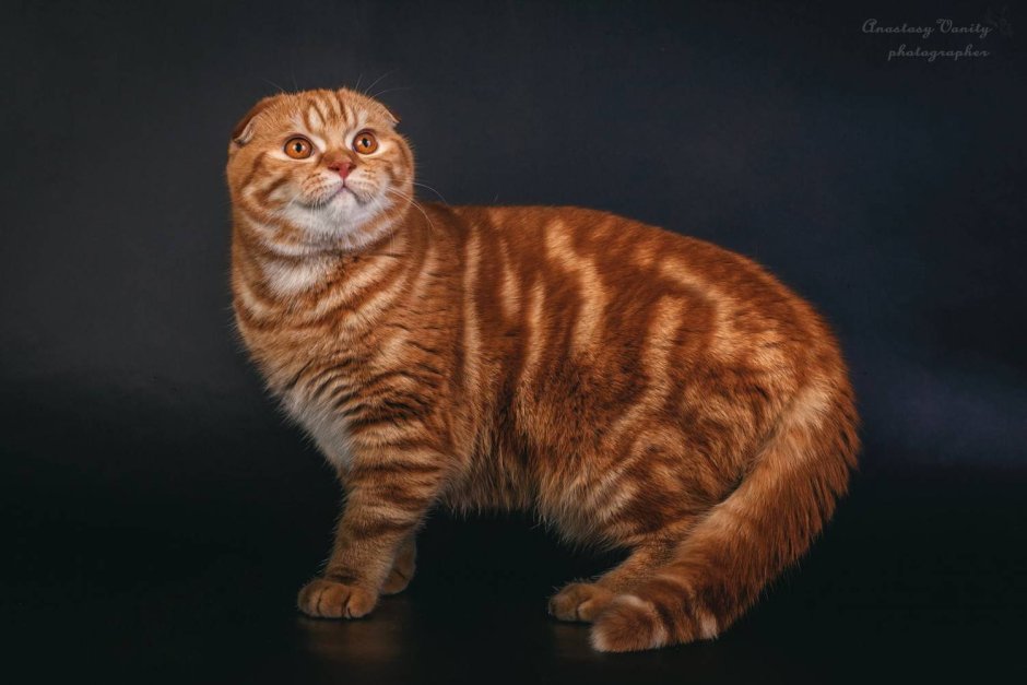 Шотландский вислоухий табби мраморный