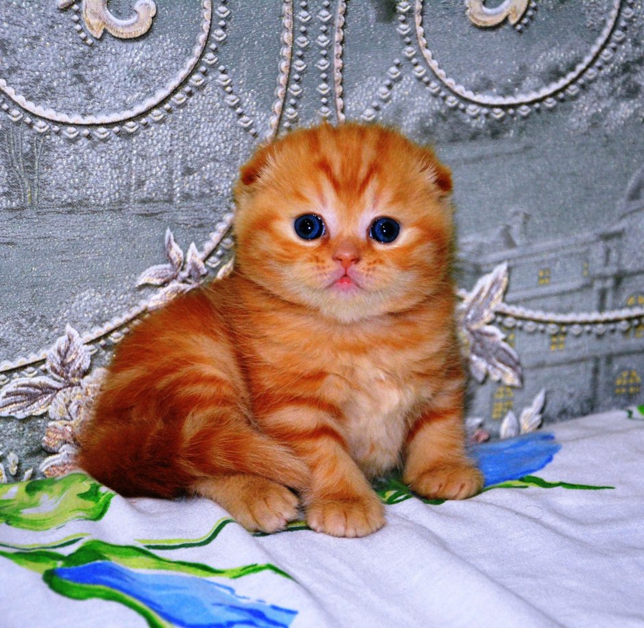 Шотландский скоттиш фолд рыжий