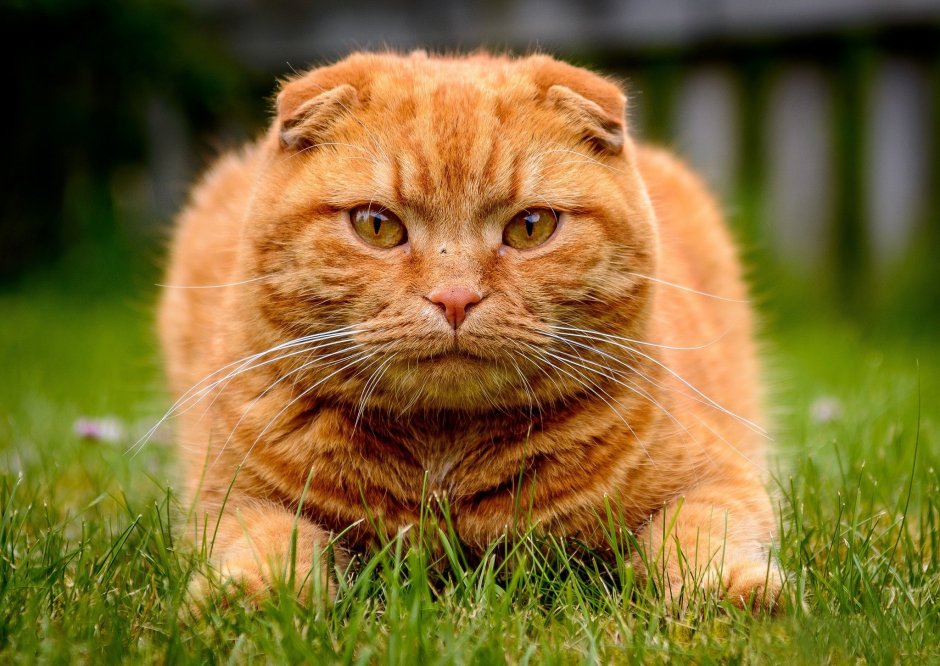 Шотландская вислоухая кошка рыжая