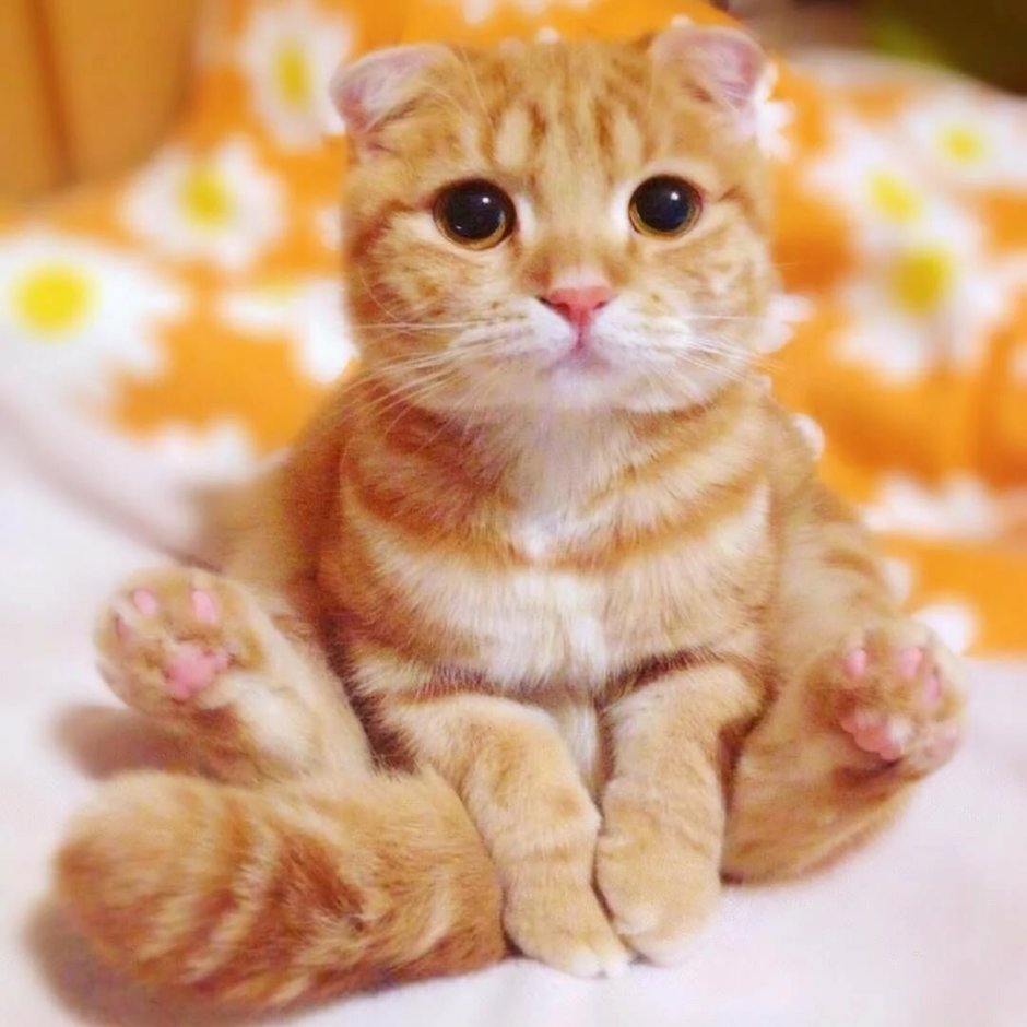 Рыжий вислоухий кот