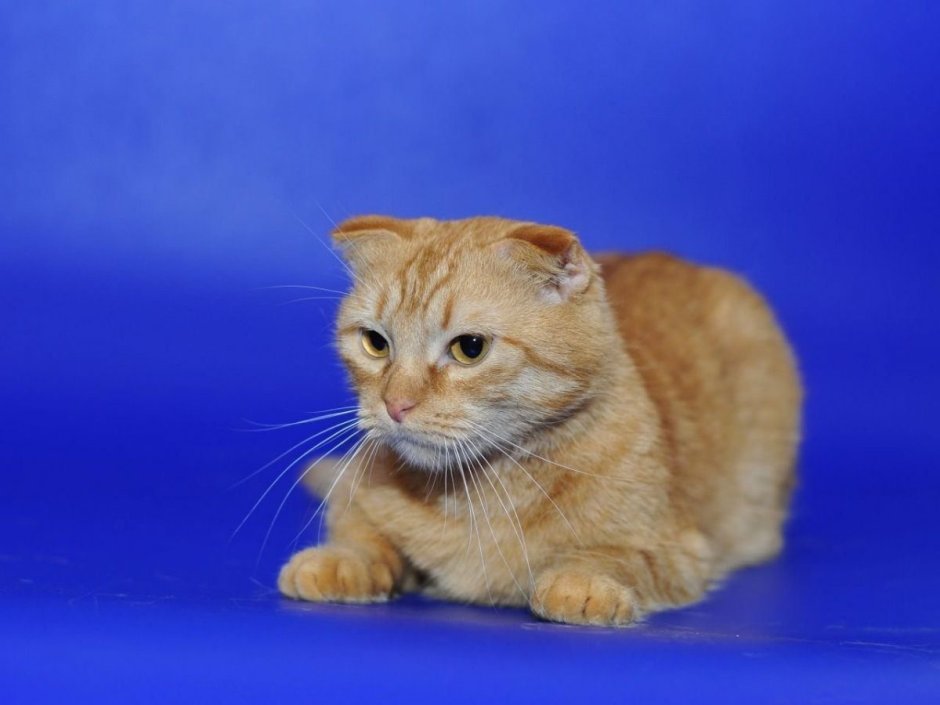 Шотландская вислоухая кошка рыжая
