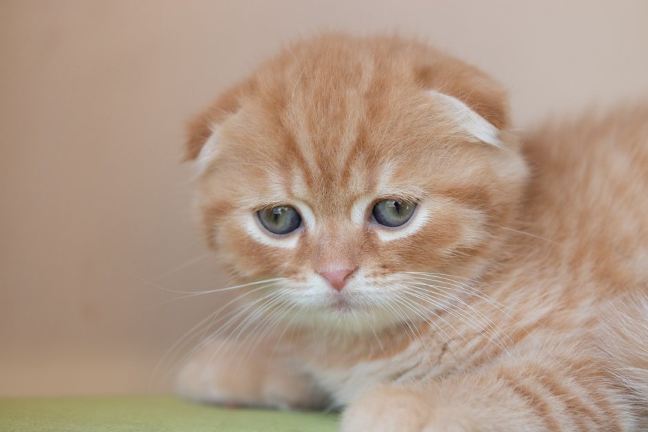 Рыжий шотландский кот