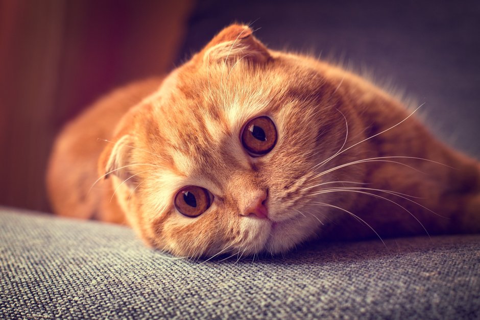 Шотландская вислоухая кошка рыжая