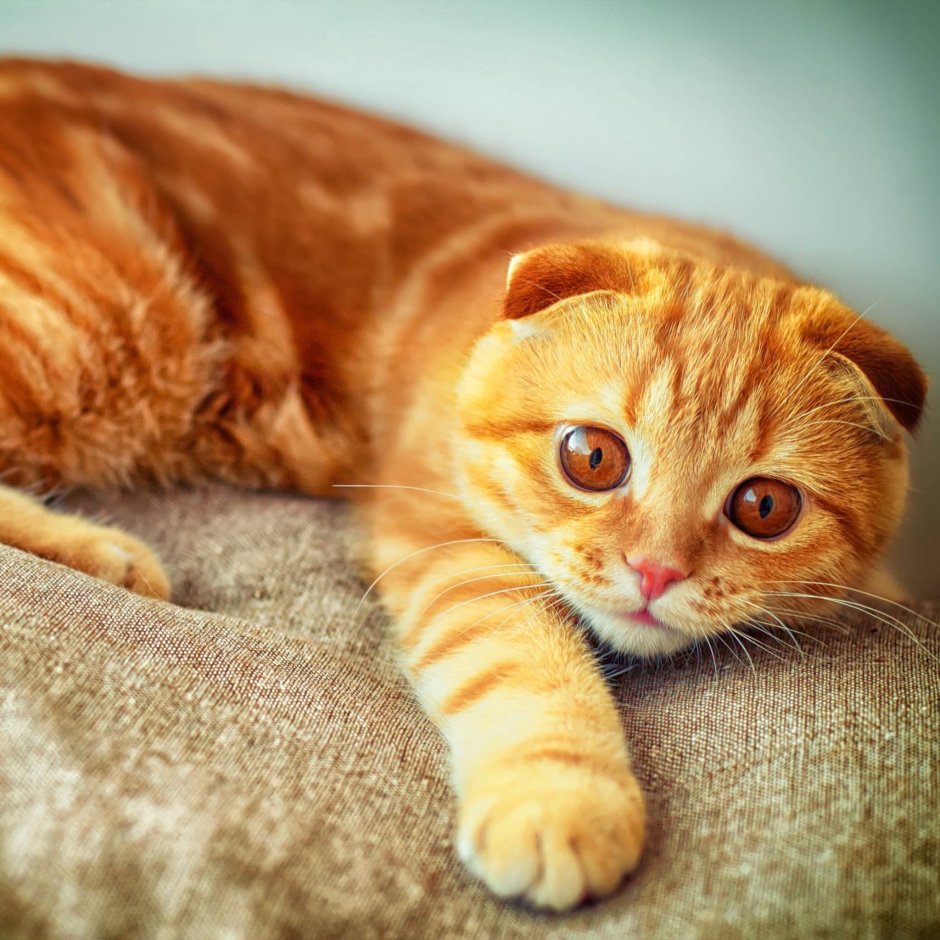 Скоттиш фолд рыжий котенок