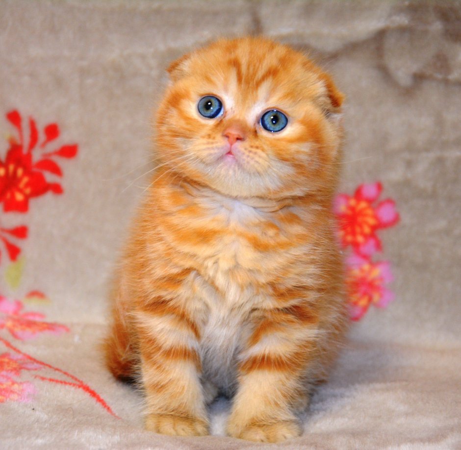 Шотландская вислоухая кошка рыжая