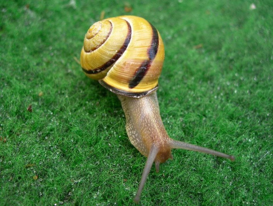 Cepaea улитка