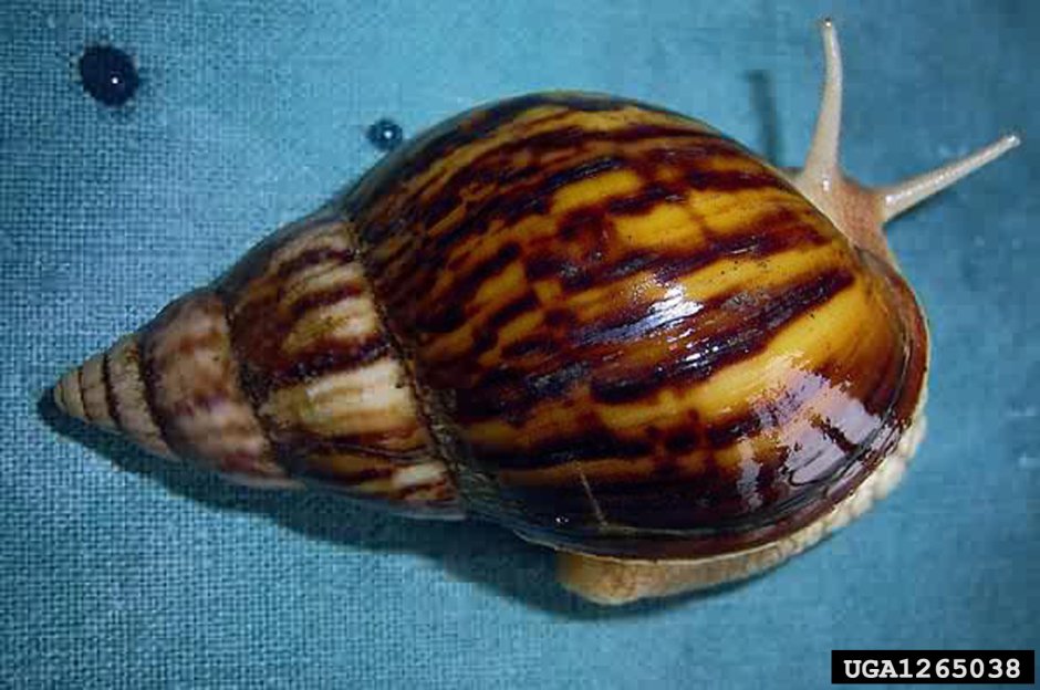 Achatina Panthera (ахатина пантера)