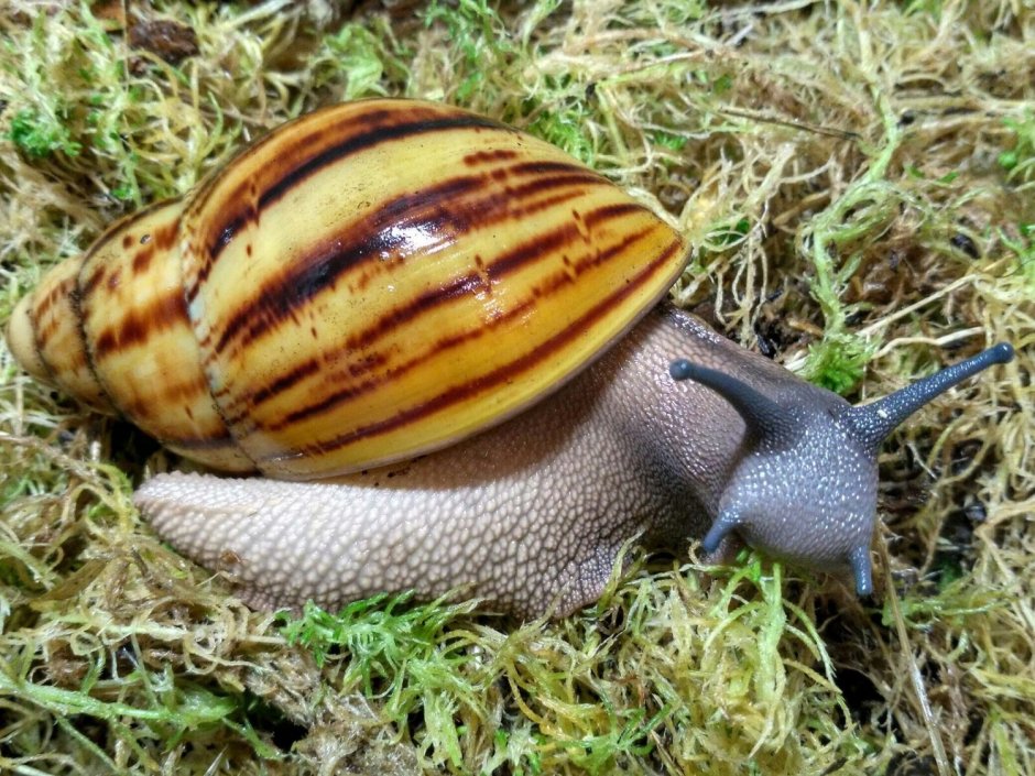 Archachatina marginata Ovum