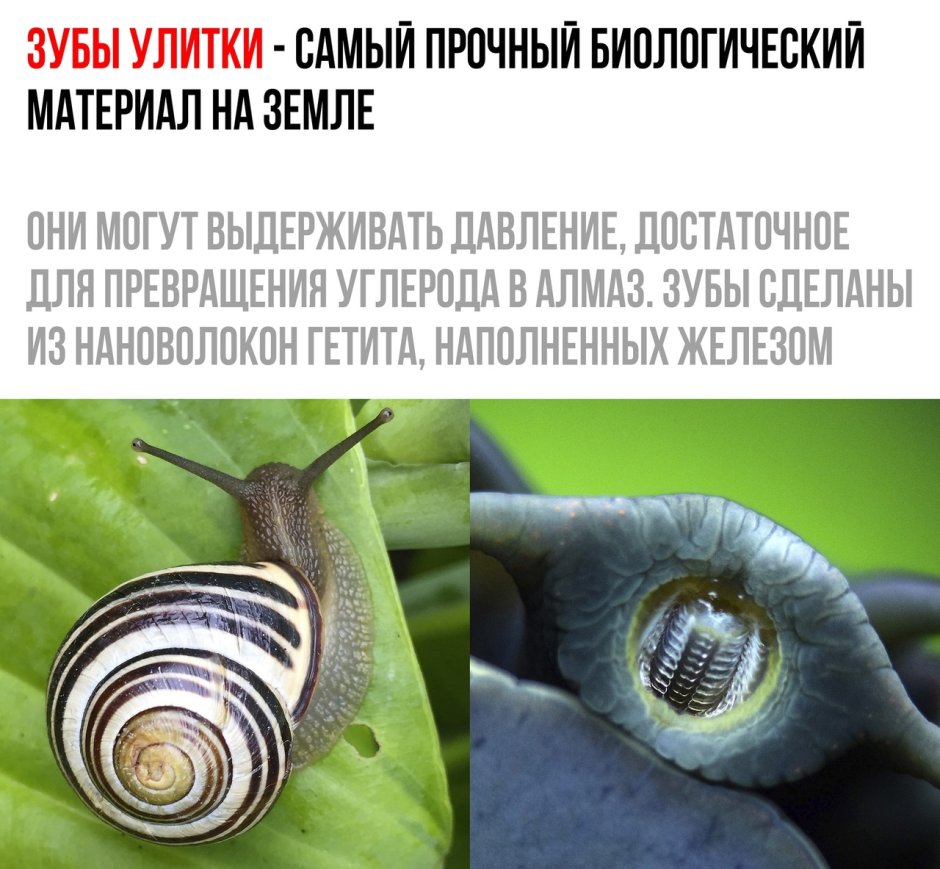 Зубы улитки