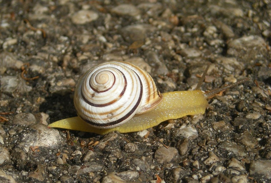 Cepaea Vindobonensis улитка
