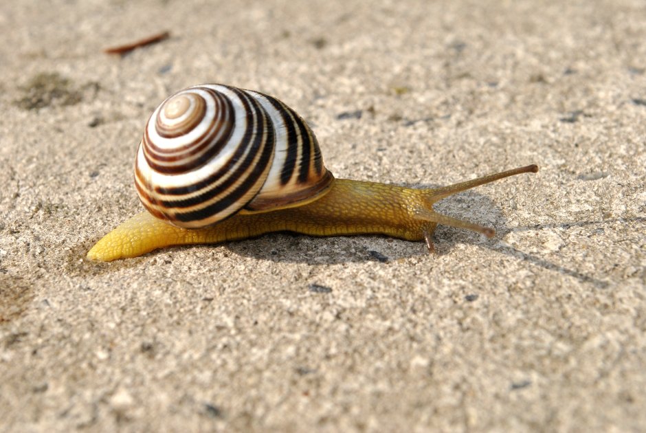 Cepaea Vindobonensis