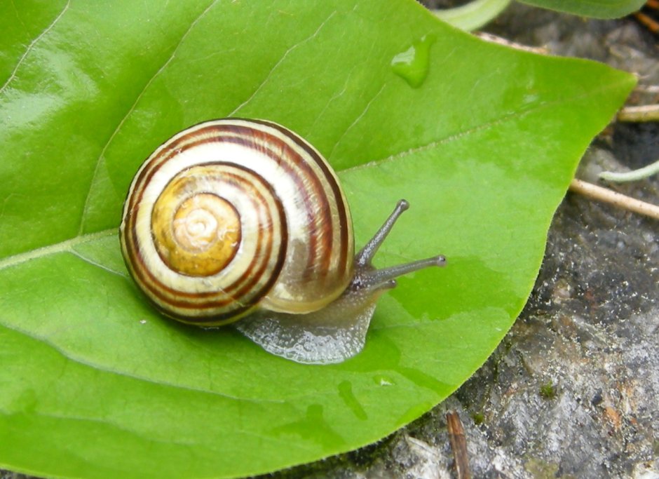 Cepaea Hortensis