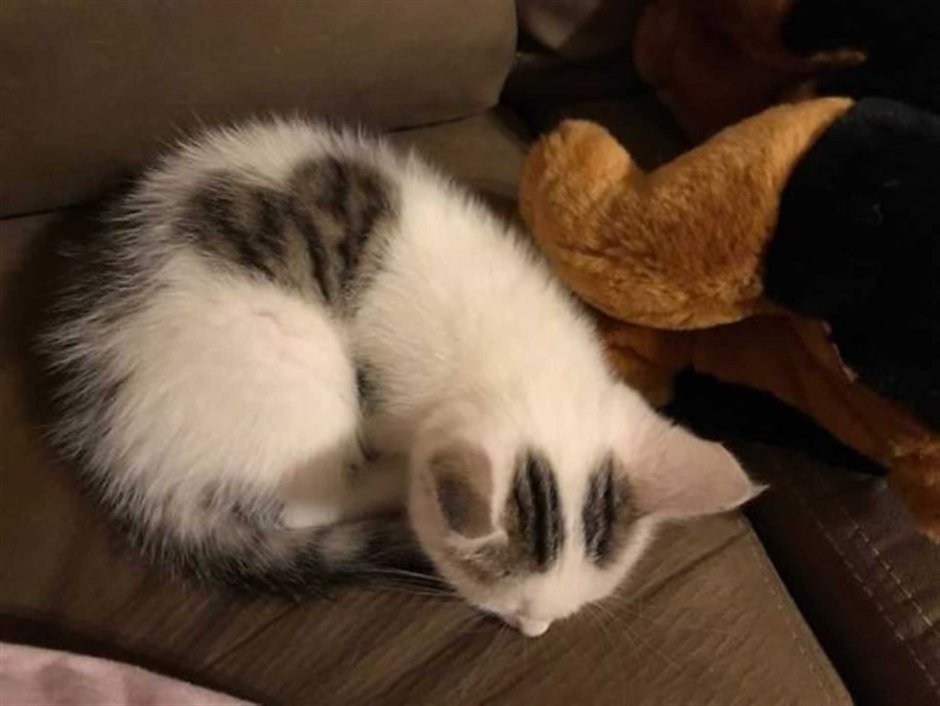Котенок с сердечком на шерсти