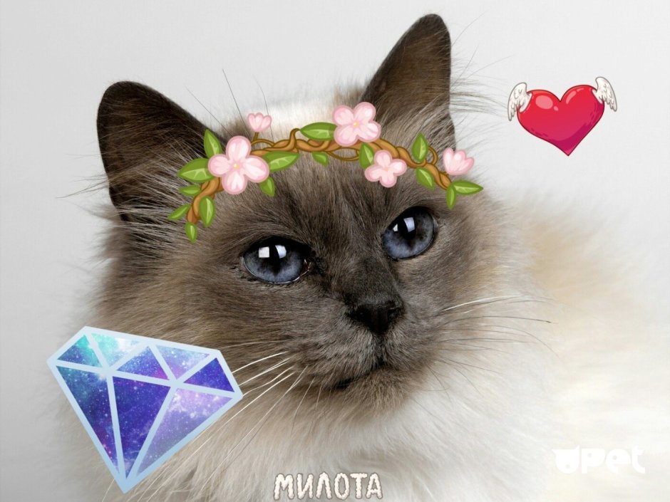 Кошечка Алиса