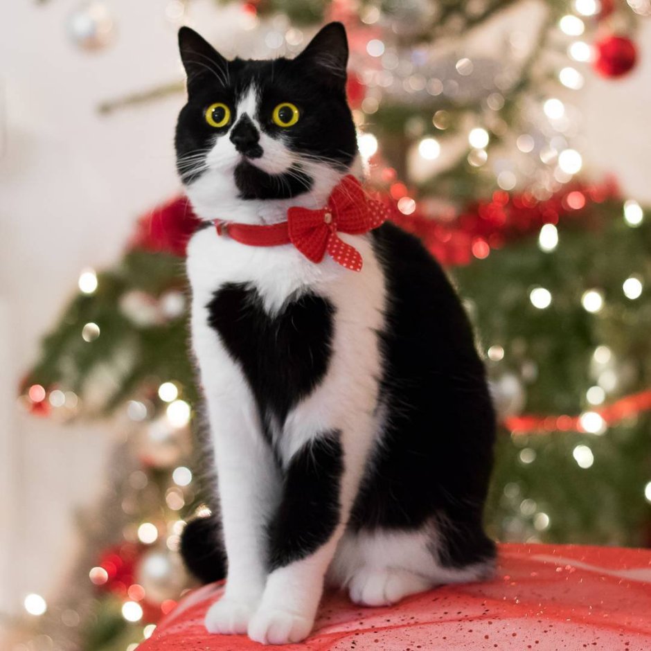 Необычные коты