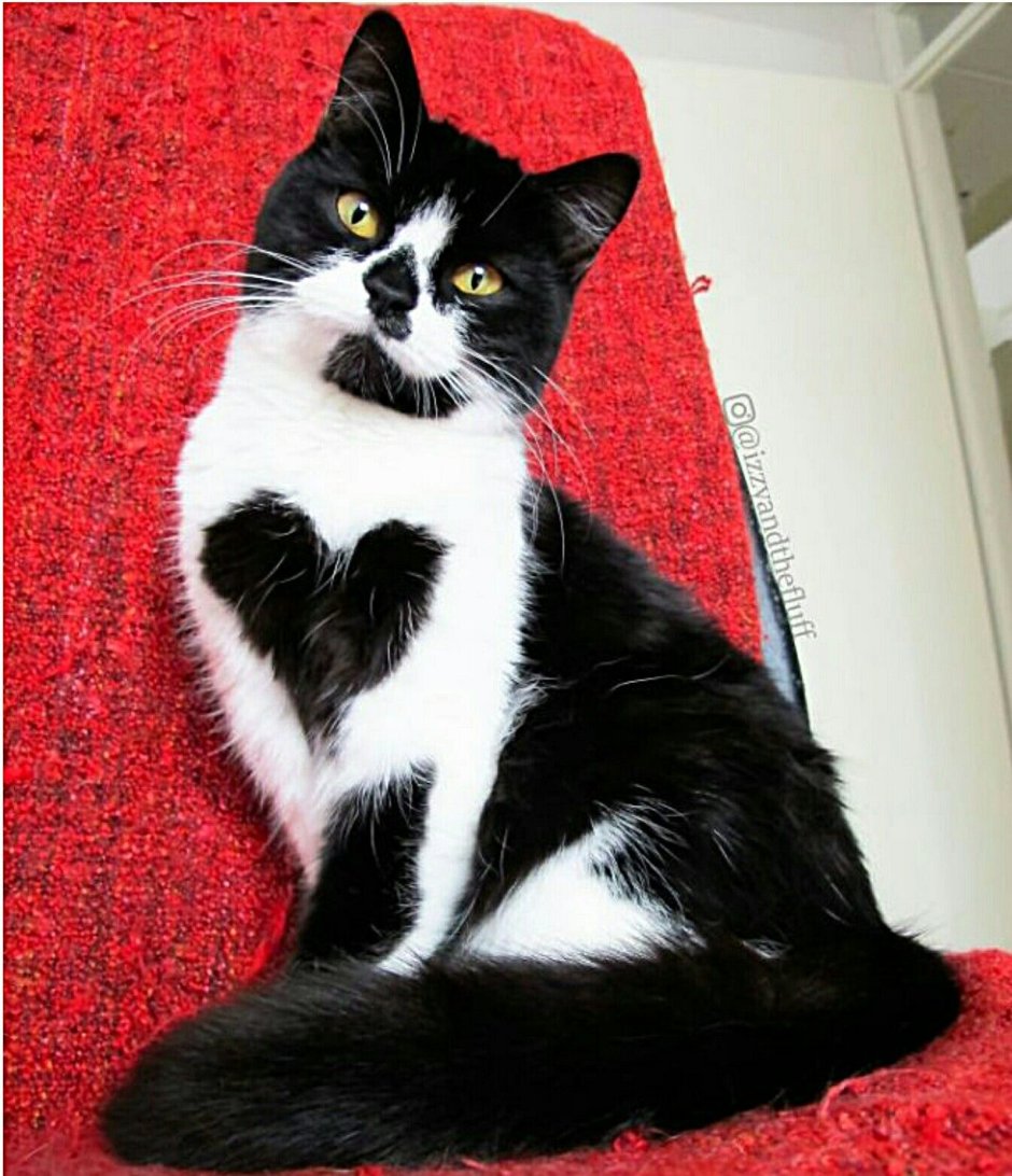 Черно белая кошка