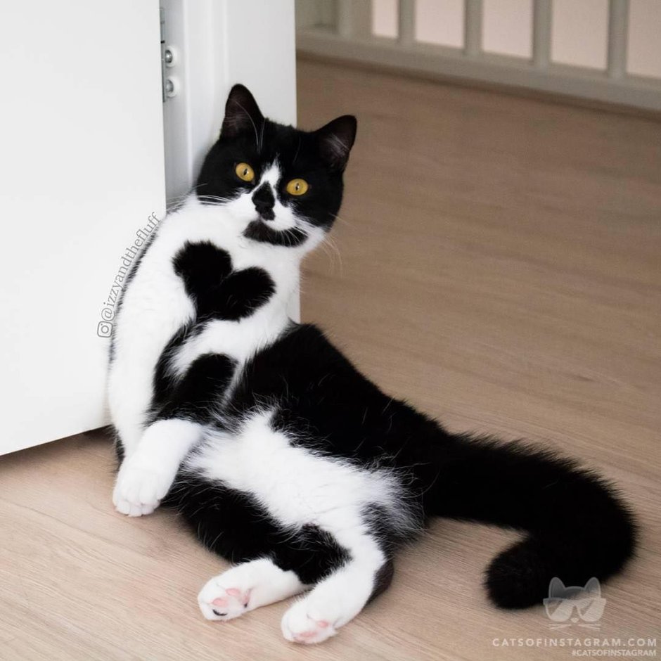 Белая кошка с черными пятнами
