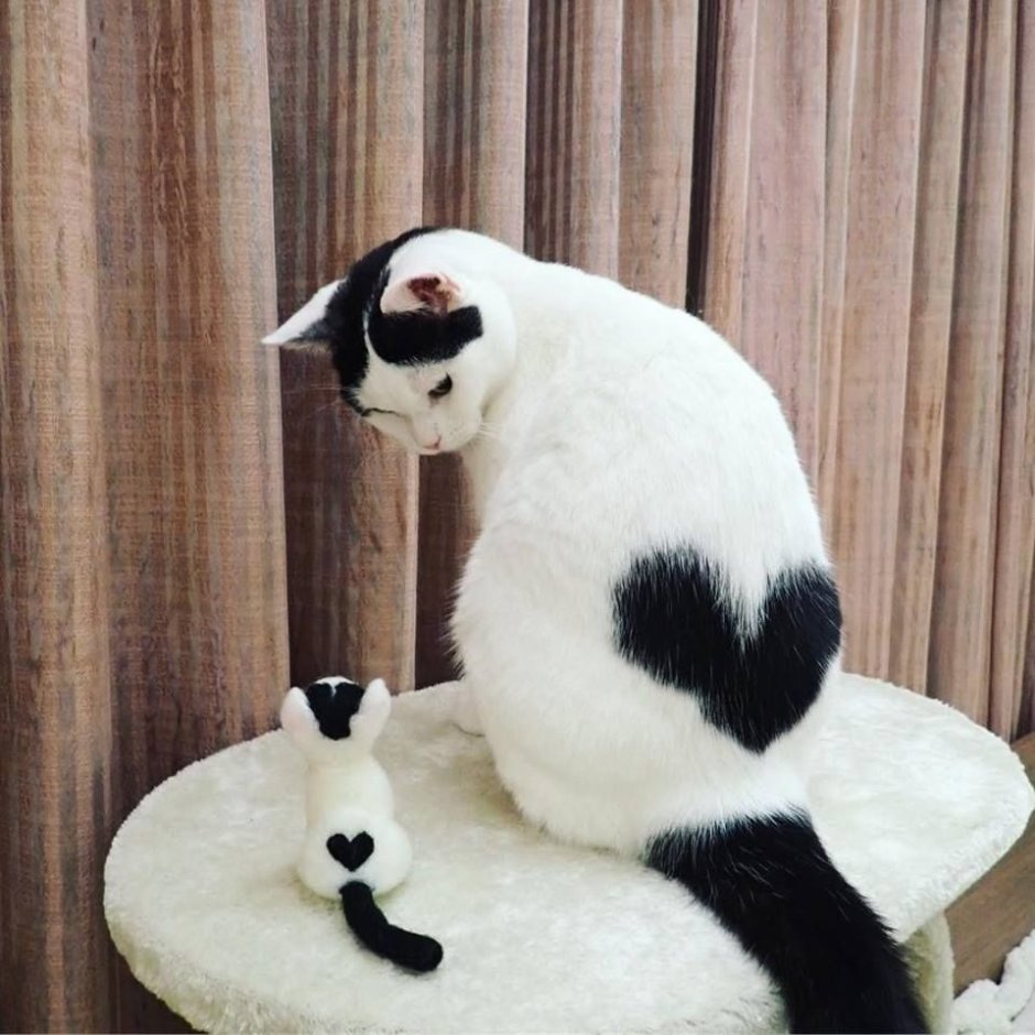 Кот с сердцем на шерсти