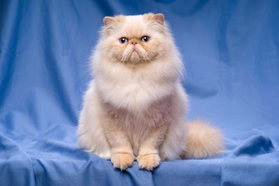 Персидский кот сидит